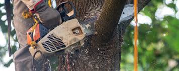 Best Tree Removal  in Holgate, OH