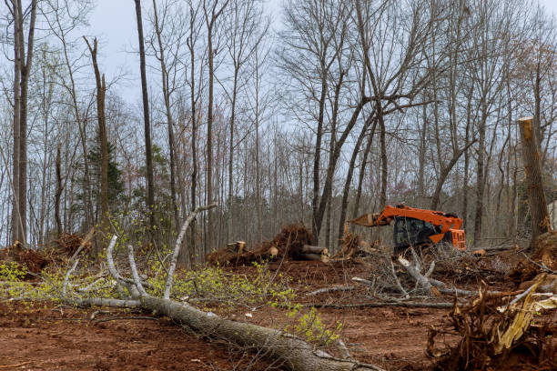 Best Arborist Consultation Services  in Holgate, OH