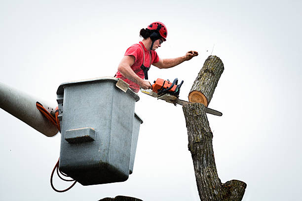 Best Arborist Consultation Services  in Holgate, OH