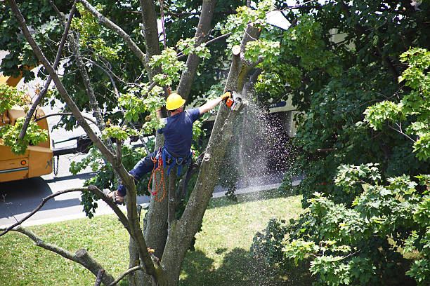 Best Fruit Tree Pruning  in Holgate, OH