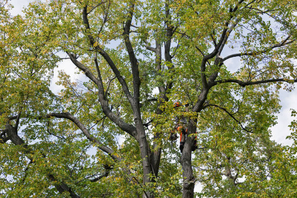 Best Hazardous Tree Removal  in Holgate, OH